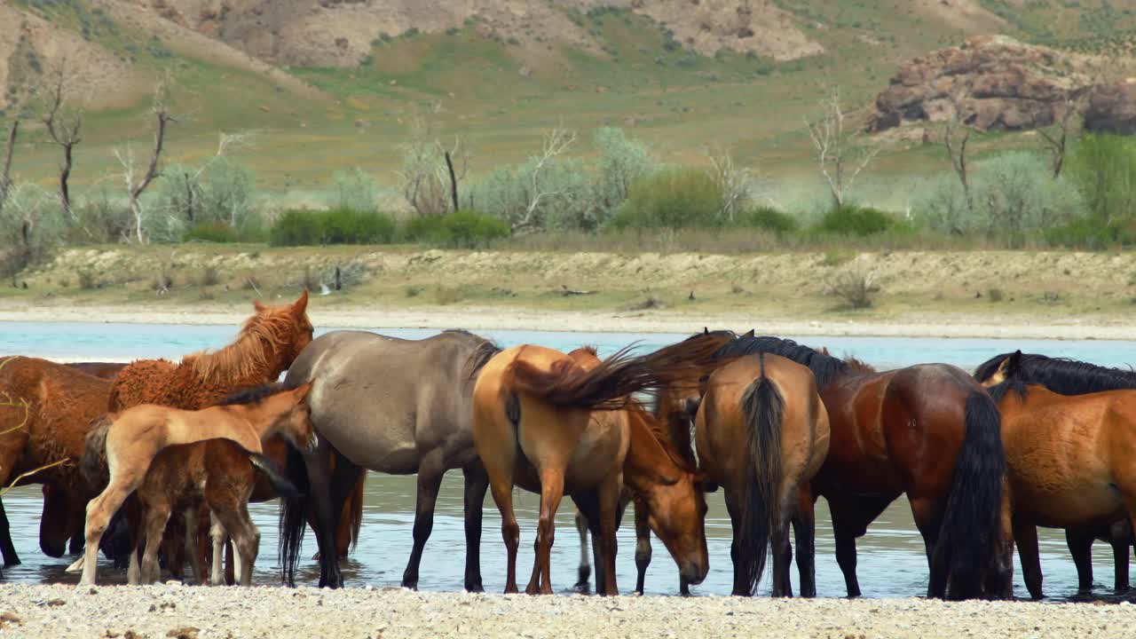 The enchanting world of free-range horses and playful baby foals as they converge by the fast-flowing river, having a refreshing drink in summer overcast weather. Majestic mountains as backdrop