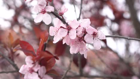 hermosas flores de cerezo