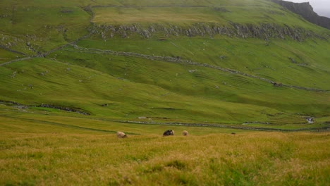 Plano-Amplio-Que-Muestra-Ovejas-Feroesas-Pastando-En-Un-Paisaje-De-Pradera-Verde-En-Una-Isla-Volcánica-Llamada-Mykines