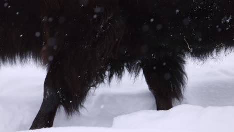 Bisons-Gehen-Nahaufnahme-Im-Schneesturm-Slomo