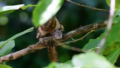 la boca de rana de java o la boca de rana de horsfield se encuentra en tailandia y otros países asiáticos