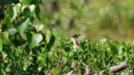 brown shrike, lanius cristatus seen in the middle of branches and leaves looking around for preys as the wind blows moving all the plants around it, phrachuap khiri khan, thailand