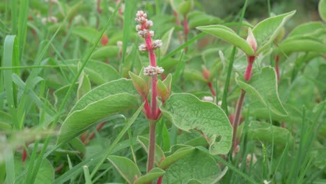 Basil-Plants-Organic-Vegetable-Acreage-Herb