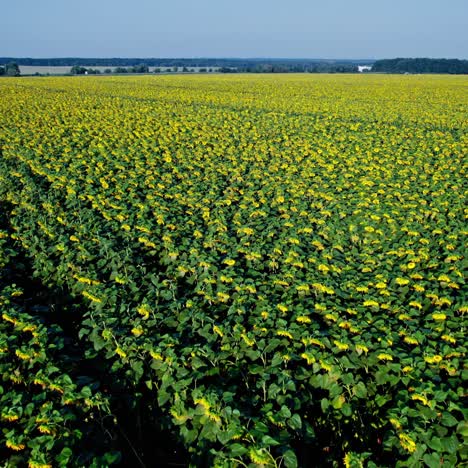 un vasto campo de girasoles bajo un cielo despejado