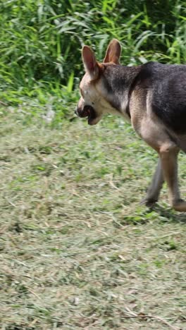 dog strolls casually across a natural setting.