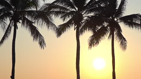 evening sun and silhouettes of palm trees in exotic travel destination