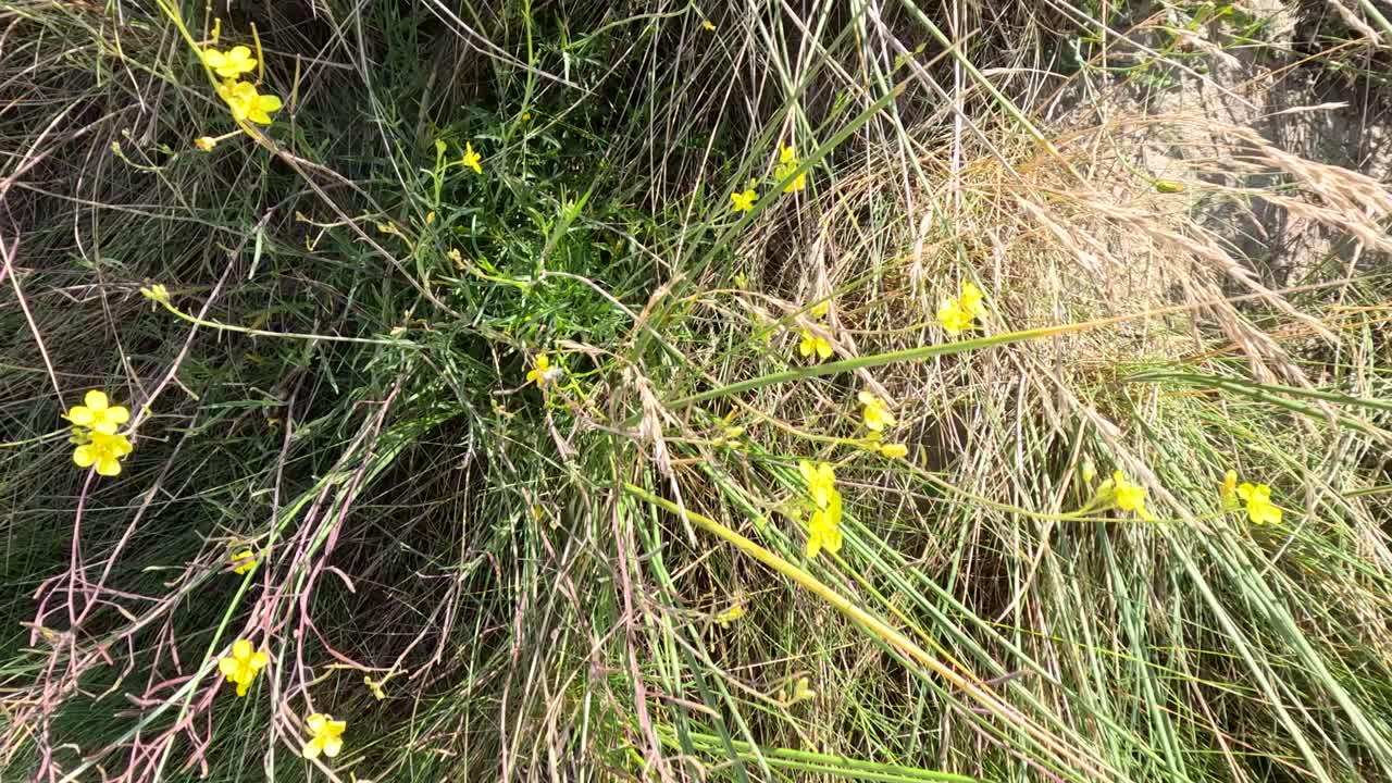 Close-up of Spartium junceum flowers and grasses gently moving in sunlight, captured with a static overhead camera in a natural outdoor setting