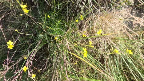 close-up of spartium junceum flowers and grasses gently moving in sunlight, captured with a static overhead camera in a natural outdoor setting