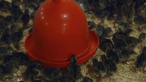 pollos de pavo jóvenes en granja interior por dispensador de agua automático