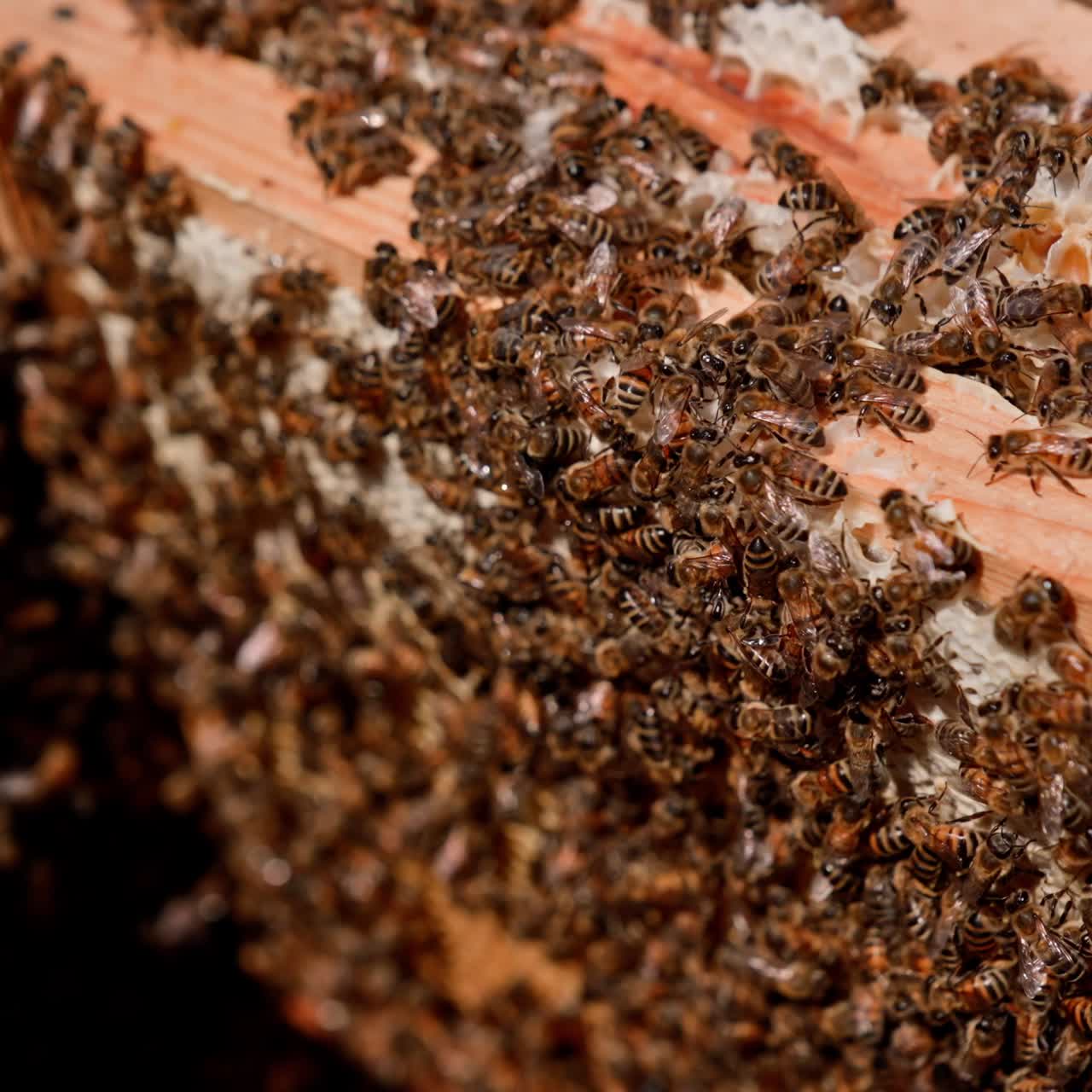 las abejas trabajan en el panal