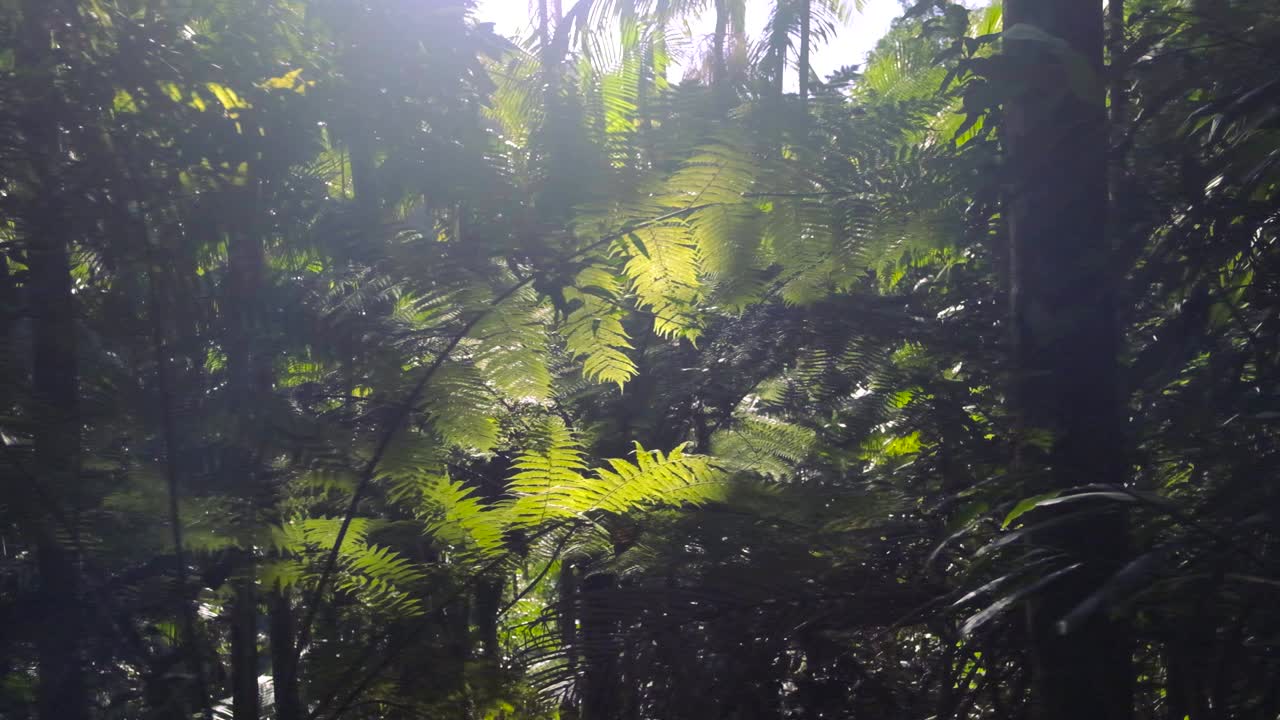 Tracking through dense green tropical rainforest with ferns slow motion