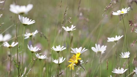 Abstract-background-of-Alpine-flowers-chamomile.