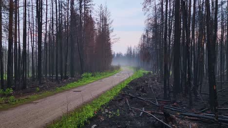 Escena-Dramática-De-Un-Bosque-Quemado,-Naturaleza-Destruida,-Camino-Forestal-Místico