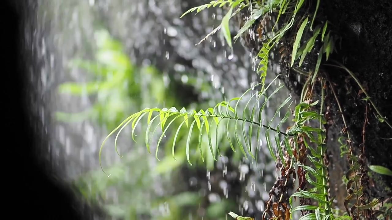 Water Dripping Over Green Ferns on a Rocky Cliff
