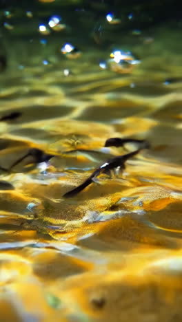 underwater tadpoles and bubbles
