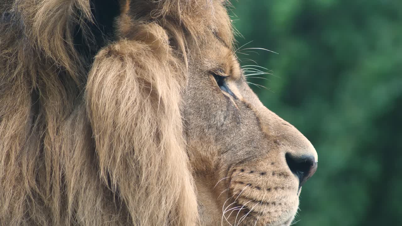 perfil lateral de un león africano en una posición sentada