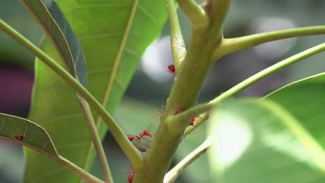 grandes hormigas tejedoras rojas explorando un tallo de planta verde