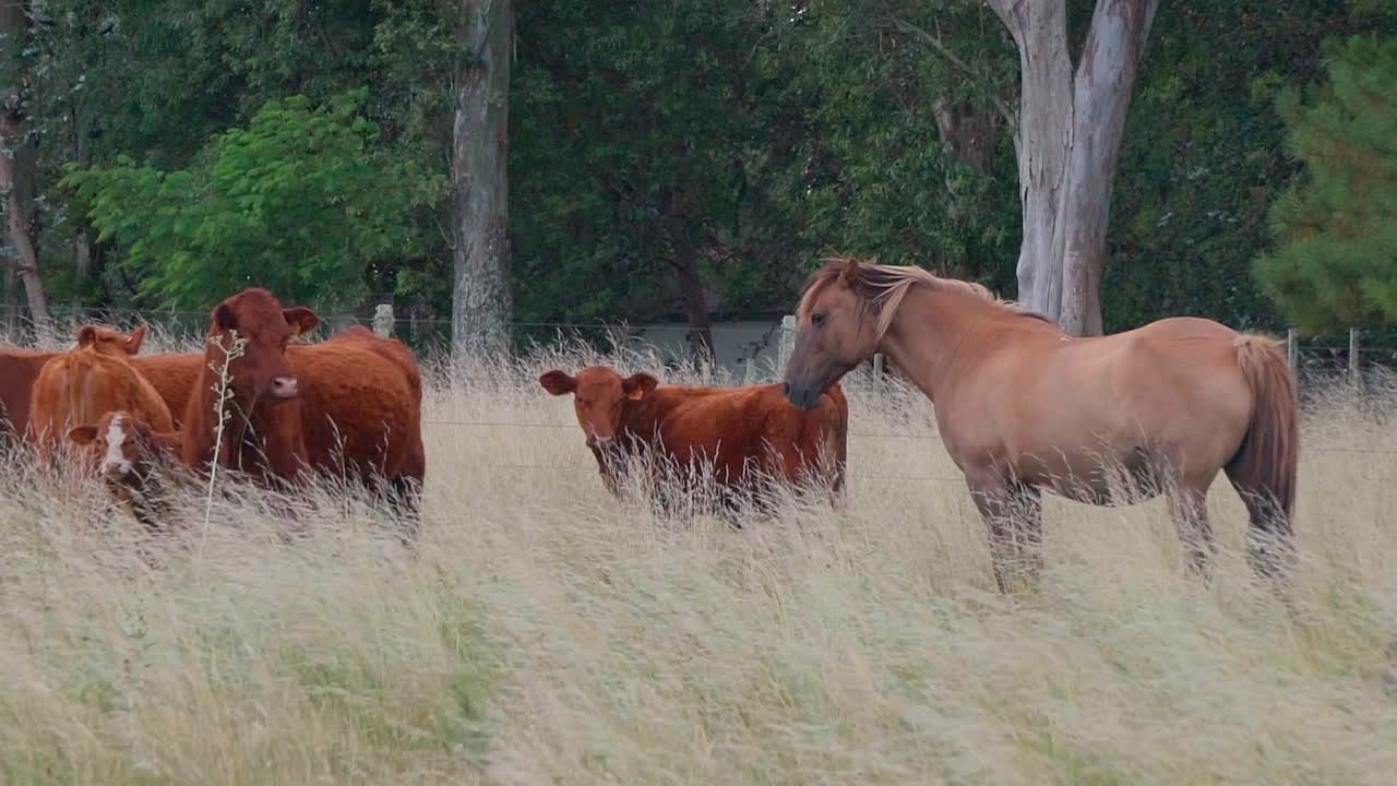 Hest og kvæg med kalve, der står på en naturlig græsmark, foran en skov, mens græsset bevæger sig i vinden, Uruguay