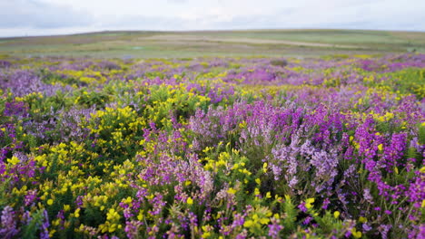 colorful heath flowers in bloom