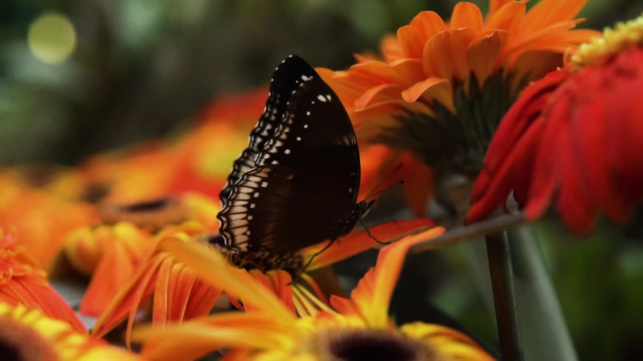 hermosa gran libélula alimentándose de flores de gerbera florecientes