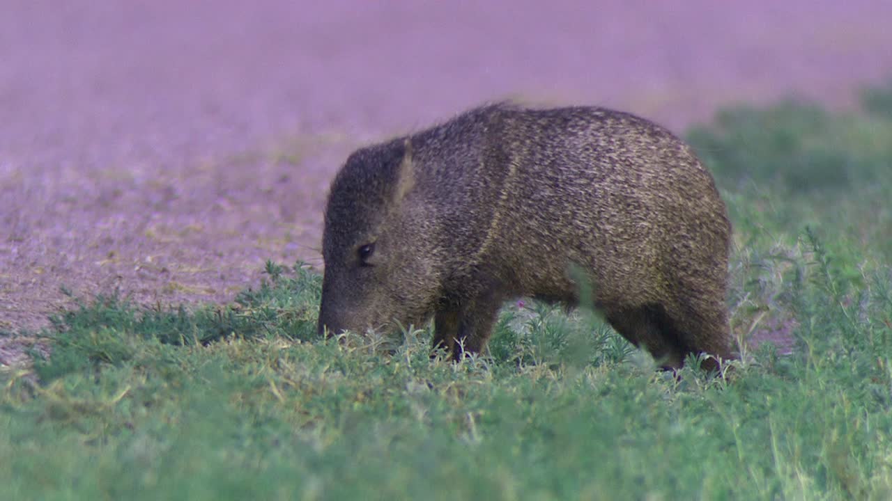 2016년 잔디를 노리는 어린 자벨리나(pecar tejacu)