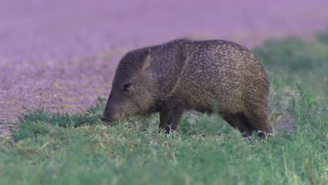 Eine-Junge-Javelina-(pecar-Tejacu)-Auf-Der-Suche-Nach-Gras-2016