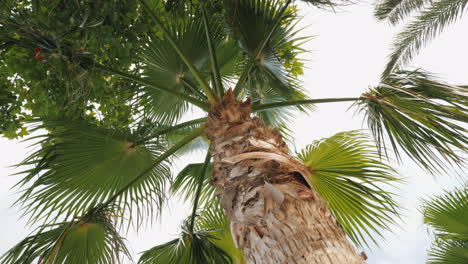 Green-Palm-Leaves-Against-The-Sky-4k-Video