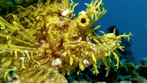 rhinopias de pescado escorpión amarillo filmado de cerca en la isla de mauricio