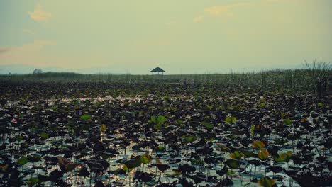 Plants-growing-in-a-marsh-and-a-small-pavilion-in-the-background