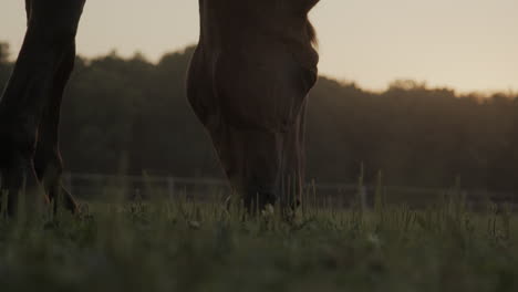 a brown horse in the paddock