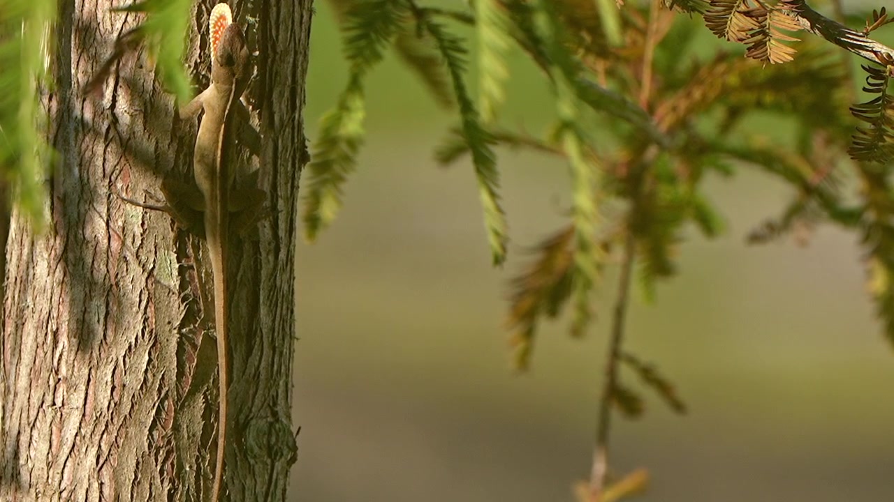 Anole si arrampica su un albero e mostra la giogaia