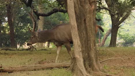 Sambar-Rusa-Unicolor-Es-Un-Ciervo-Grande-Nativo-Del-Subcontinente-Indio,-El-Sur-De-China-Y-El-Sudeste-Asiático-Que-Figura-Como-Especie-Vulnerable.-Parque-Nacional-Ranthambore-Sawai-Madhopur-Rajastán-India