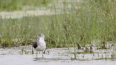 Plumas-Comunes-De-Greenshank-Acicalándose-Mientras-Está-Parado-En-El-Agua,-Cámara-Lenta