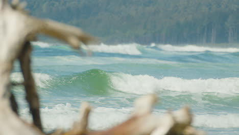 olas rodando en la playa del noroeste del pacífico, madera a la deriva borrosa en primer plano