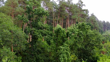 Wonderful forest in summer. Tall green pine trees in woodland. Beautiful nature. Trees background. Camera rising up.
