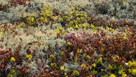 vegetación de la tundra ártica