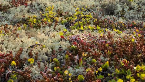 arctic tundra vegetation