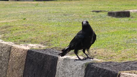 the view of a crow perching and flying