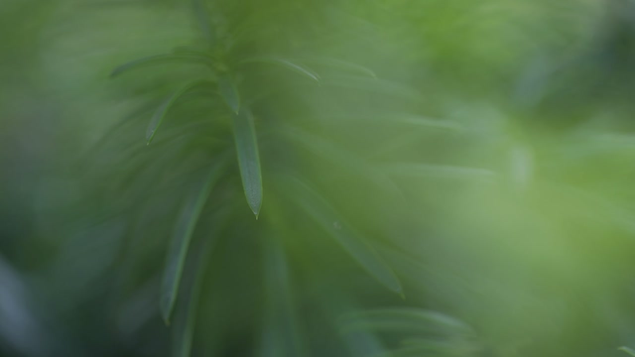 Tree In A Forest, Shallow Depth Of Field Macro Shot