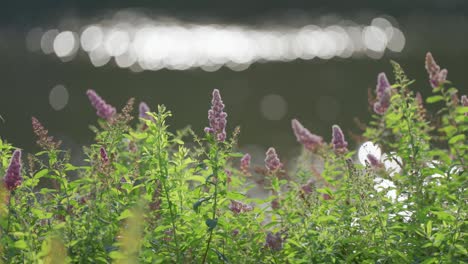 Un-Fondo-Meditativo-De-La-Flor-Del-Arbusto-De-Mariposas-Con-Bengalas-De-Bokeh-De-Río