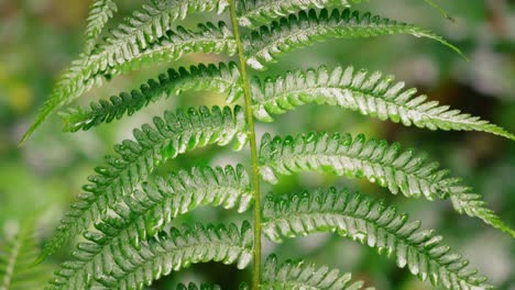 upwards panning closeup of fern leaf swinging gently in the wind with blurred background
