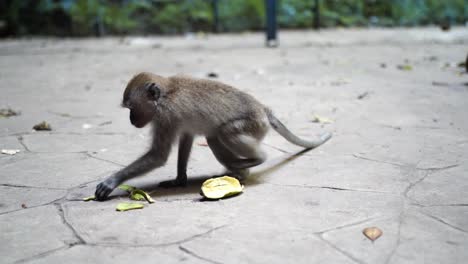 Macaco-Juvenil-Hambriento-De-Cola-Larga-Alimentándose-De-Cáscara-De-Plátano-En-El-Suelo-En-Las-Cuevas-De-Batu-En-Malasia