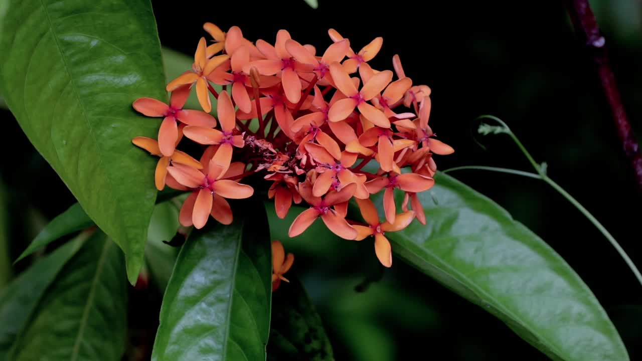 flores rojas que bailan en el viento suave