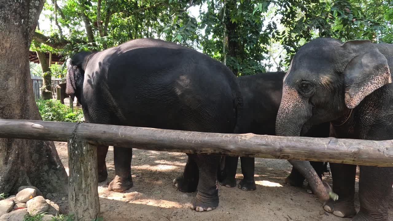 사로잡힌 상태에서 사회적 행동을 하는 코끼리
