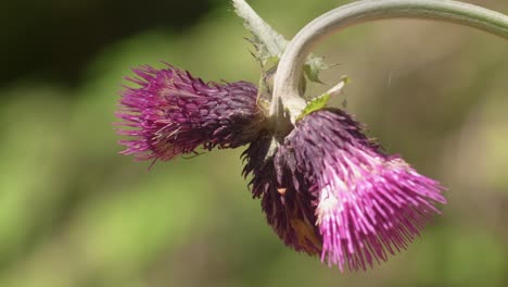 Primer-Plano-De-Un-Hermoso-Cardo-Morado-Que-Se-Balancea-Ligeramente-Con-El-Viento