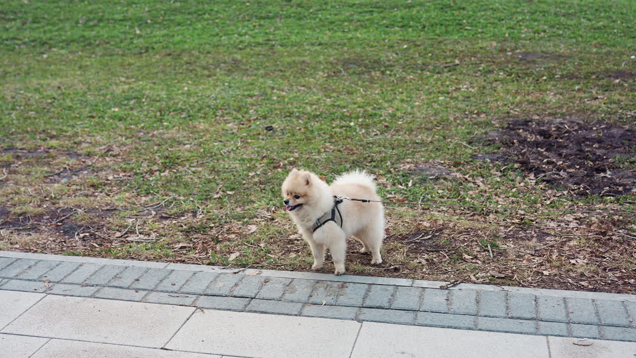 Small fluffy puppy wearing dog leash stands alert on grassy area near pavement in outdoor park setting, surrounded by green lawn and dry leaves, creating calm and adorable pet moment
