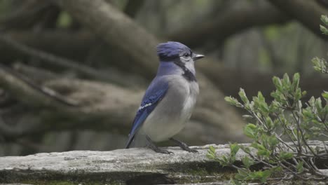 beautiful blue jay perched on tree branch, looking around surroundings