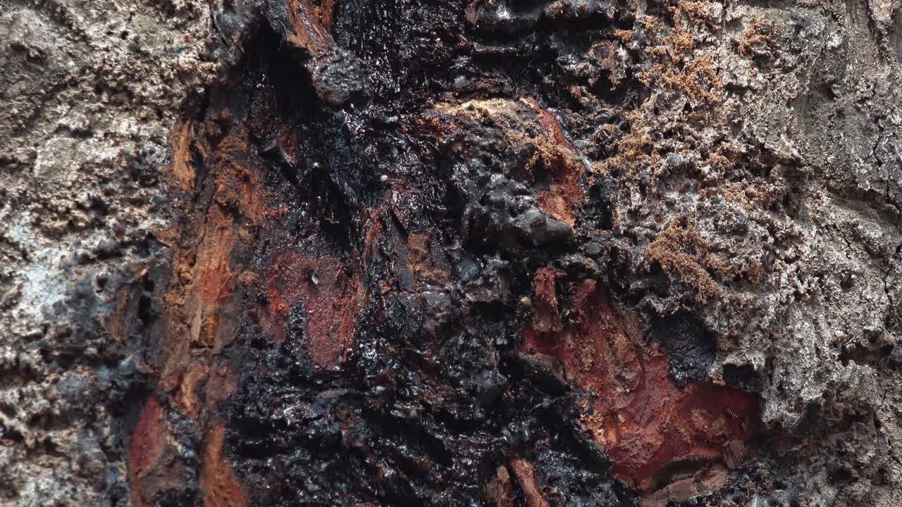 Lähikuva päivällä puunrungolla lentävistä hyönteisistä ulkona