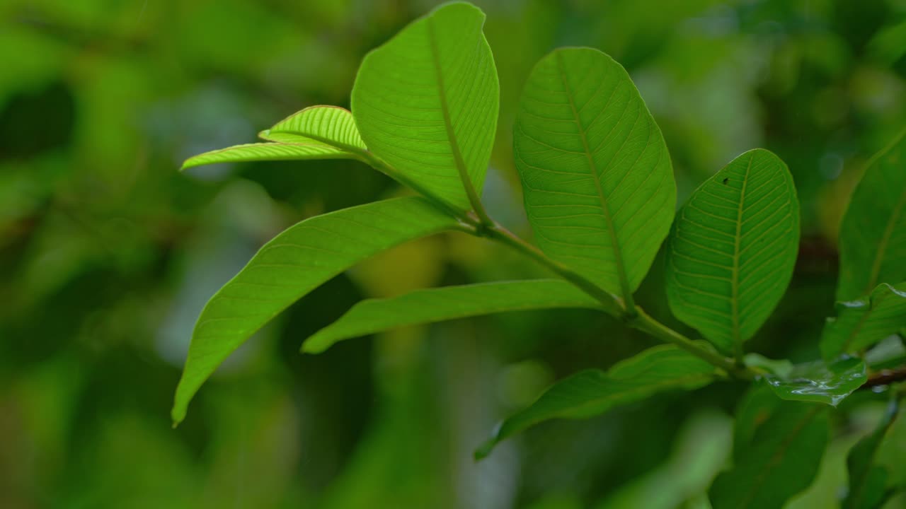 en la temporada de lluvias, el este de la india recibe fuertes lluvias durante la temporada de lluvias