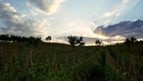 field of green plants a general plan nature agriculture. organic farming. agriculture lifestyle plantation business farm concept. soy vegetable healthy food agriculture